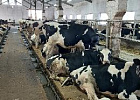 Кожевниковское хозяйство улучшает генетику молочного поголовья Кожевниковское хозяйство улучшает генетику молочного поголовья
